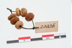 Foto von Perlenkette (NHMW-PRAE-025036)